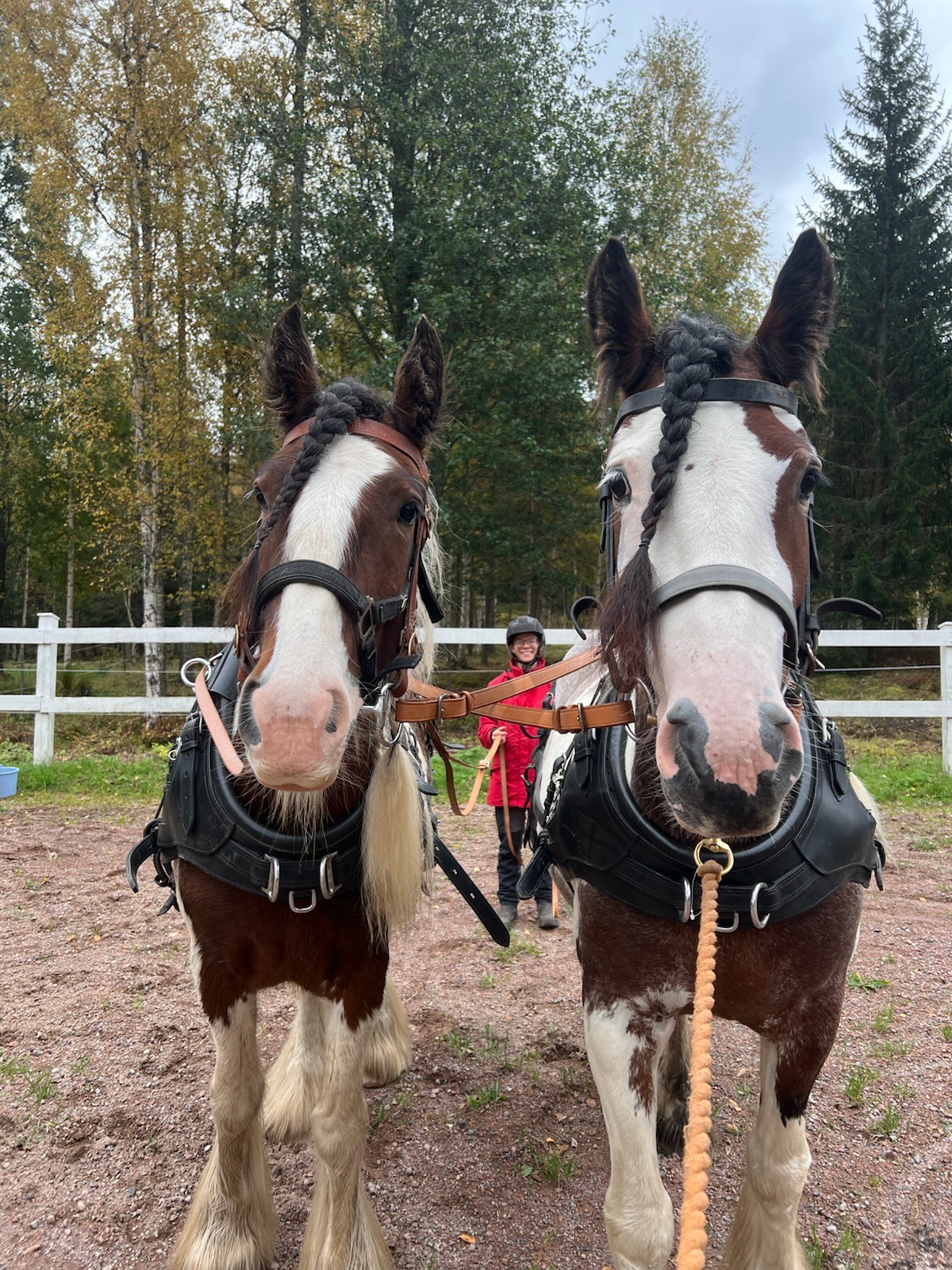 Little Big Lilibet bild 2