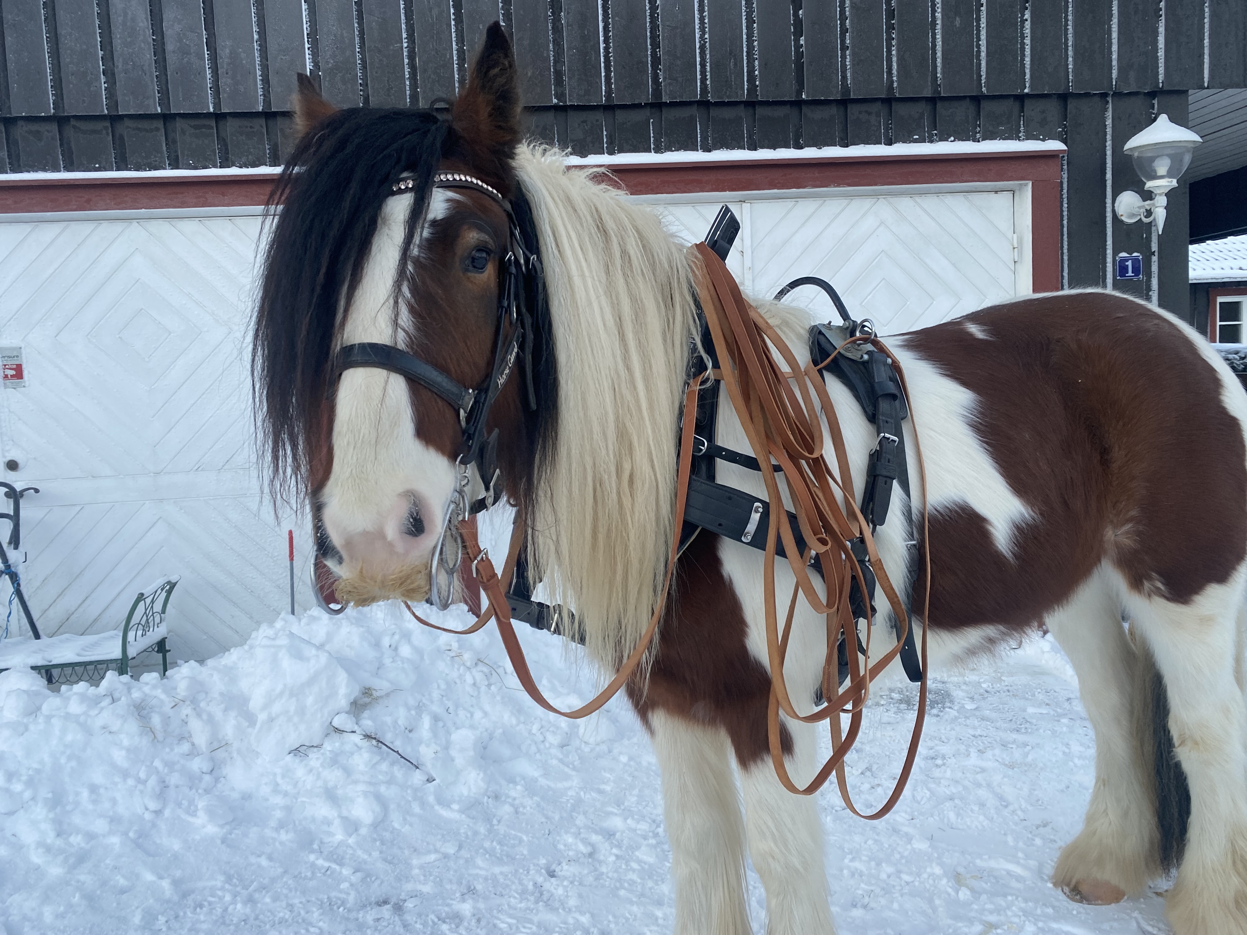 Little Big Rob Roy bild 2