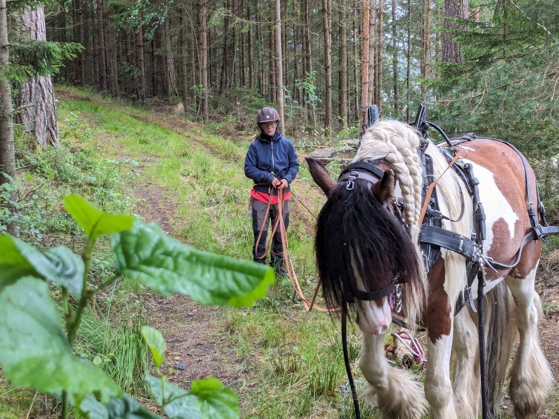 Little Big Rob Roy bild 3